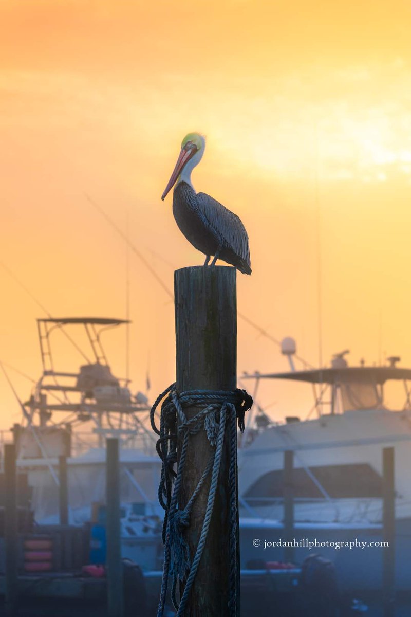 The Destin Harbor Pelican jordanhillphotography.com/featured/pelic… #pelicans #pelican #destin #destinflorida #art #nature #florida #harbor #marina #fishing #boat #boatlife #coastalliving #sunset #wildlifephotography #wildlife #emeraldcoast #birds #bird #naturelovers #BuyIntoArt #AYearForArt