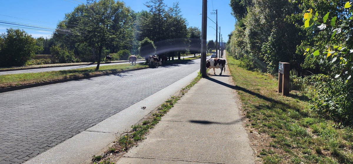 Vacas en Luis Damann #valdiviacl