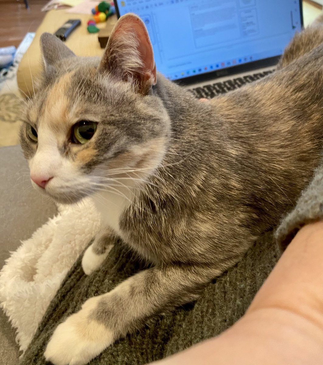 🐝 Busy Bees 🐝 tweet media