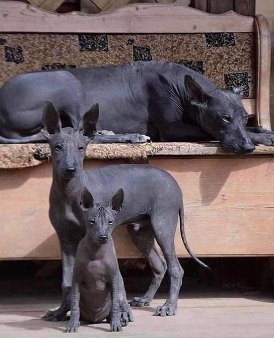 A family of Xoloitzcuintli, or Xolos for short.

They are regarded as one of the oldest dog breeds. Xolos share genetics traits with with their pre-Columbian ancestors, making them one of the closest living relatives to ancient canines that roamed the earth thousands of years