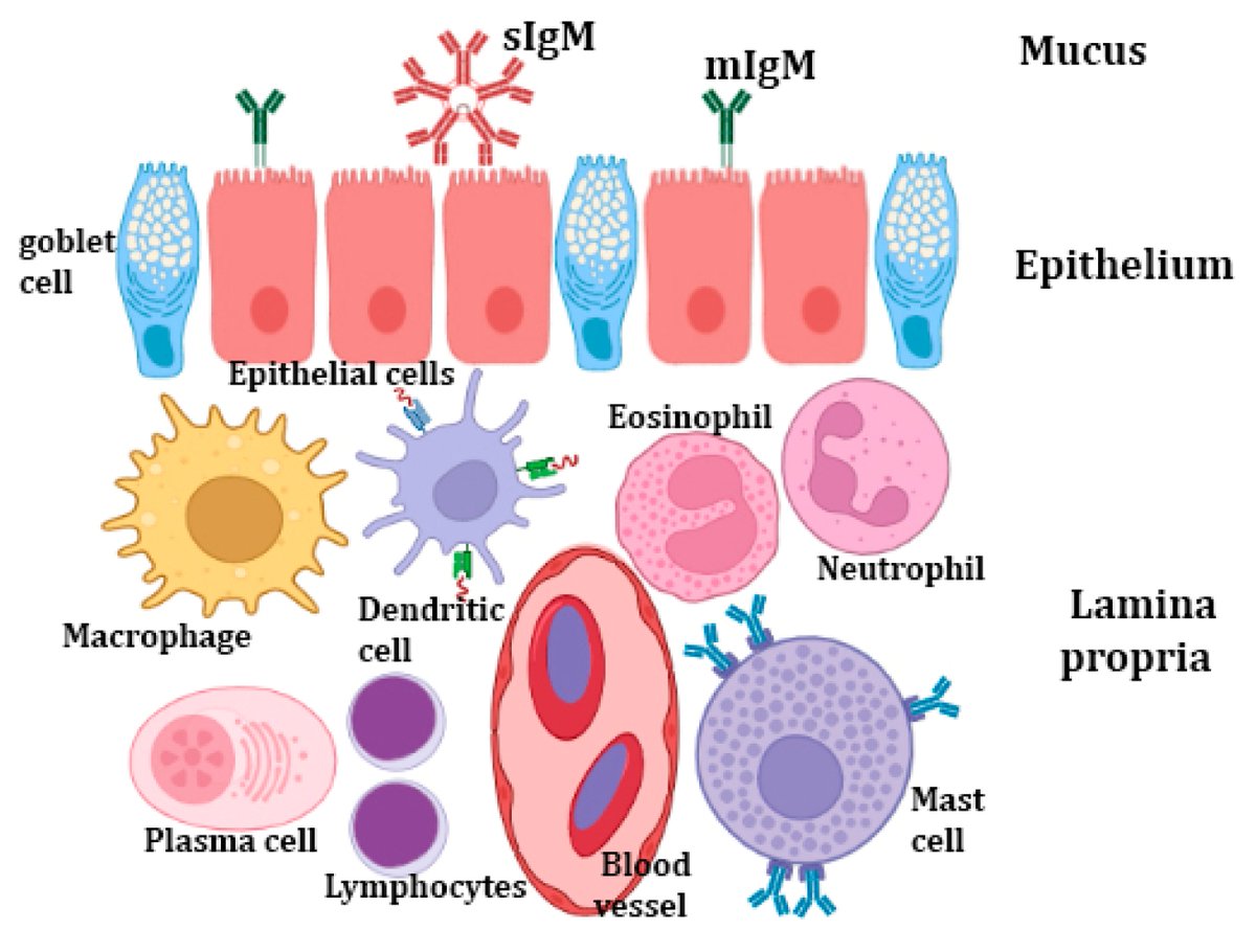 🥳#FishesMDPI 

🐟'Main Components of #FishImmunity: An Overview of the Fish #ImmuneSystem' by Doaa M. Mokhtar et al.

🔗mdpi.com/2410-3888/8/2/…

📌#teleosts #mucosalimmunity #cytokines #secretoryimmunoglobulins #antigenprocessing #immunecells