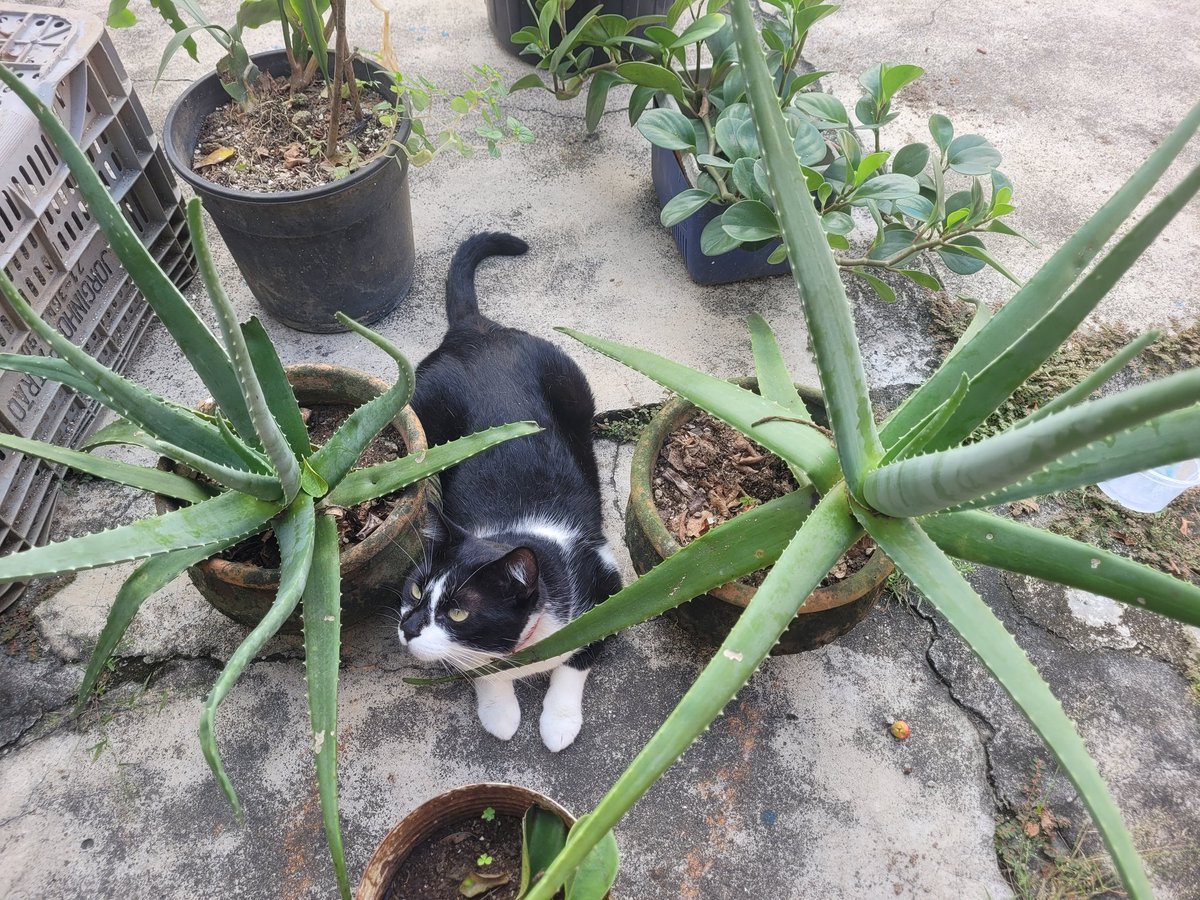 #promochevrolet
#ChevroletNoBBB 
#chevrolet
Vou ganhar um carro pra passear com o Murilo.