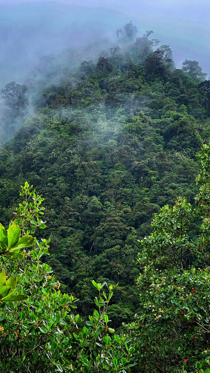 Hacia allá debería ir la vida, hacia la conservación, protección y restauración de los bosques. 

Las plantas lo son todo.
