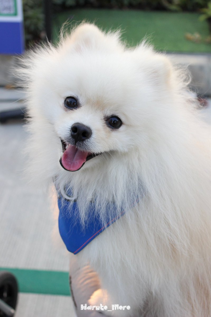 Haruto_Moro's tweet photo. Cutiee 🤍

#WoofFunRun
#SansiriCommunity
#haruto_moro https://t.co/Sz9YfzQRUW