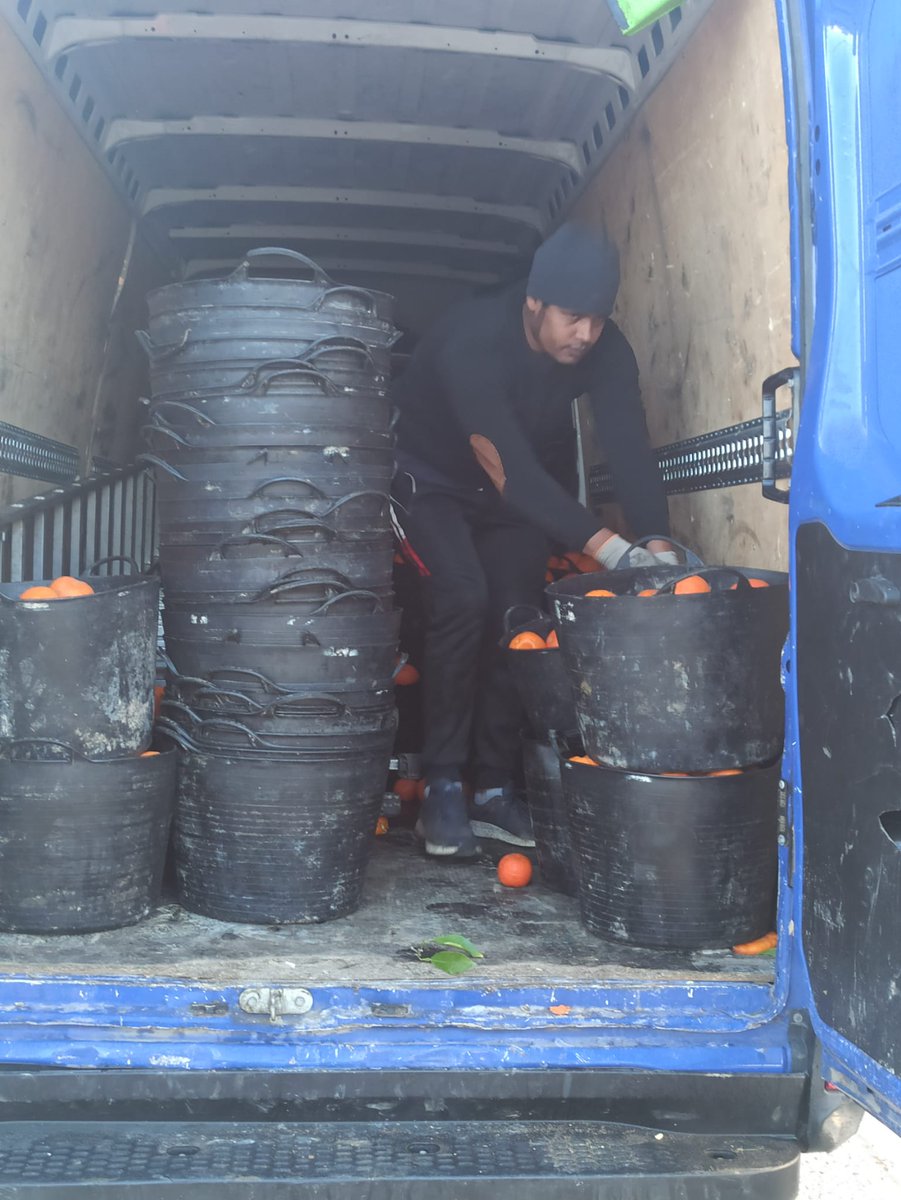 La recogida de naranjas en Valdezorras ya ha comenzado. 
Seguimos!
<a href="/eveliarincon/">Evelia Rincón</a> 
<a href="/ricardovillenam/">Ricardo Villena</a> 
<a href="/MariaLuisaPYJ/">Maria Luisa Iglesias de la Cueva</a>