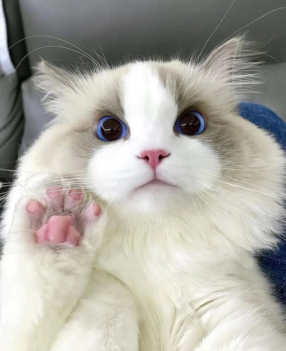 Cat.exe (@thecatexe) on Twitter photo 