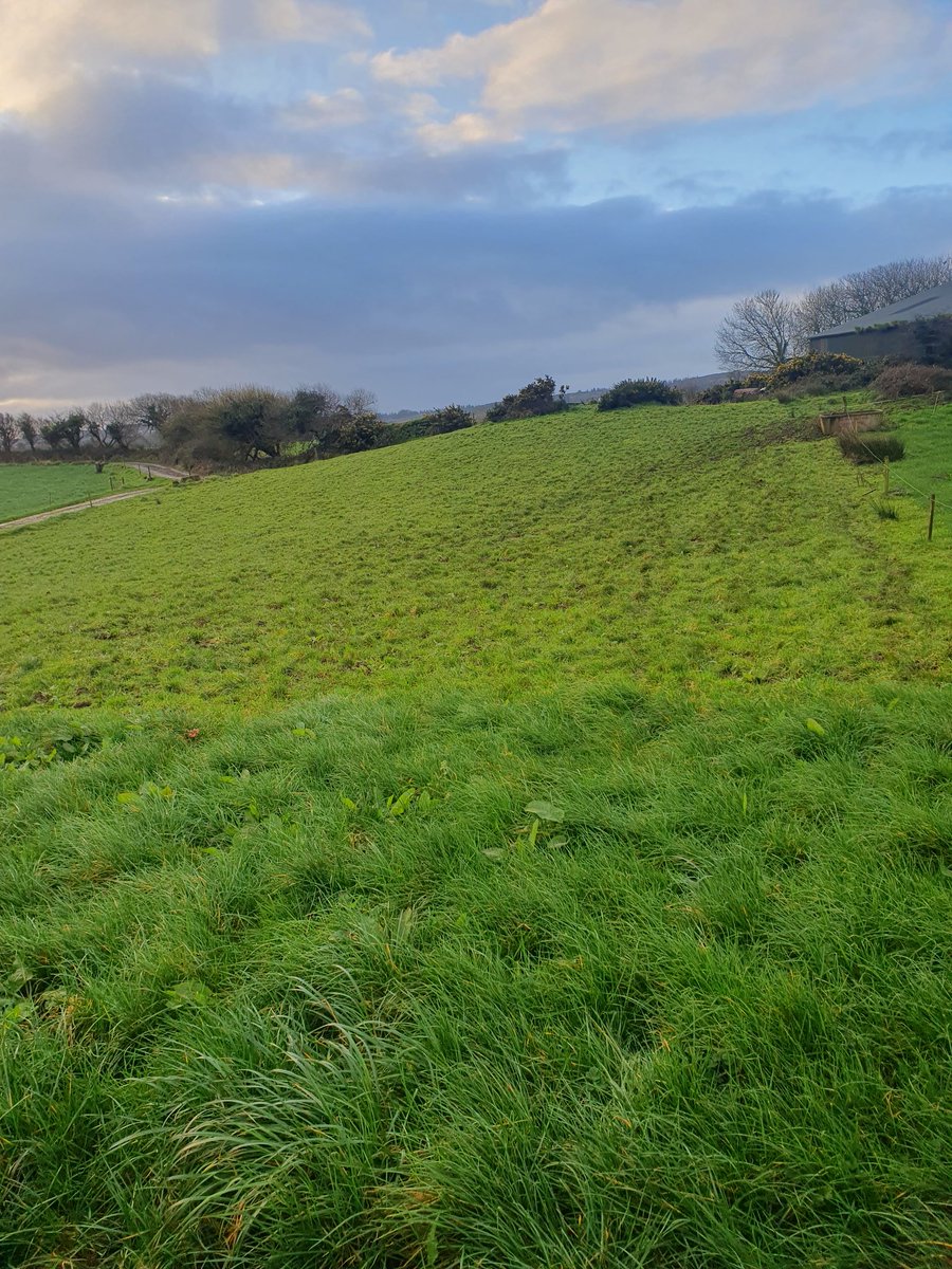2pintpaddy's tweet photo. Cows back out to grass for 2 to 3 hours this morning 🐄
#GrassToMilk🇮🇪🐄 #SpringRotationalPlanner @Drinaghagri #WestCork🇮🇪🐄 https://t.co/9yBKRLC3wv