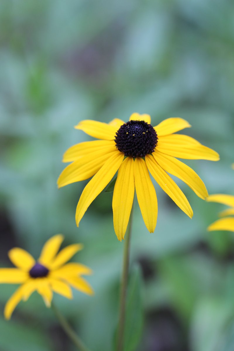 Rudbeckia ‘Goldsturm’ shines until the frost is coming. A great perennial. Happy Sunday! #SundayYellow #YellowSunday