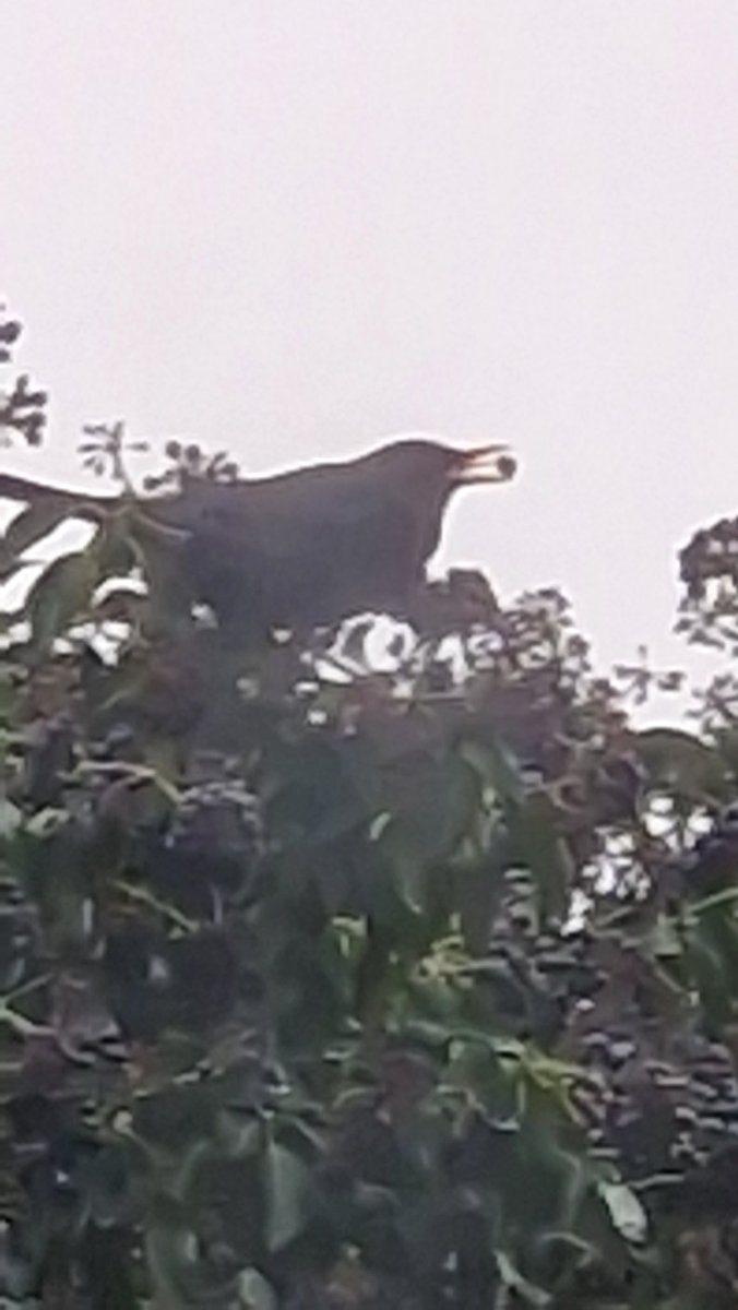 Blackbird eating ivy fruit