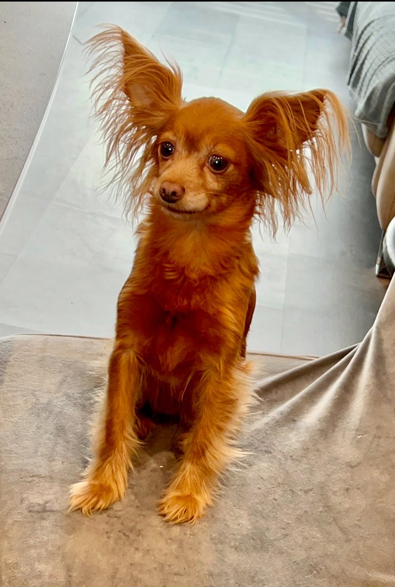 SpikeNunu's tweet photo. @elisahk92 @gencon17 Bonjour. De tout cœur avec vous . Nous avons acheté cela pour nos enfants pour qu ils gardent Molly et Nala près d eux une fois les cendres dispersées💔. Mon fils le garde pour le moment autour du coup mais ma fille l a accroché près de son lit👼 . Peut être une bonne idée.. https://t.co/QNmne5FRhj