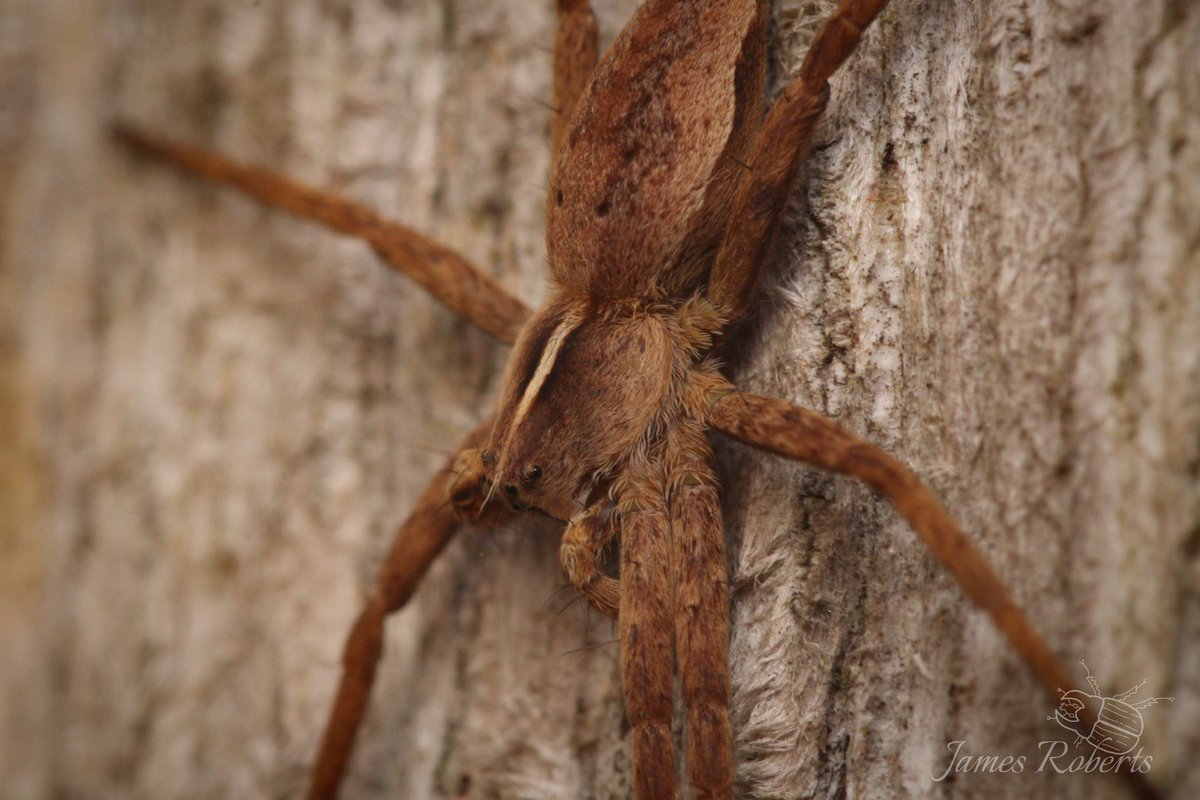 A European nursery web spider (Pisaura mirabilis) #nature #spider #suffolk