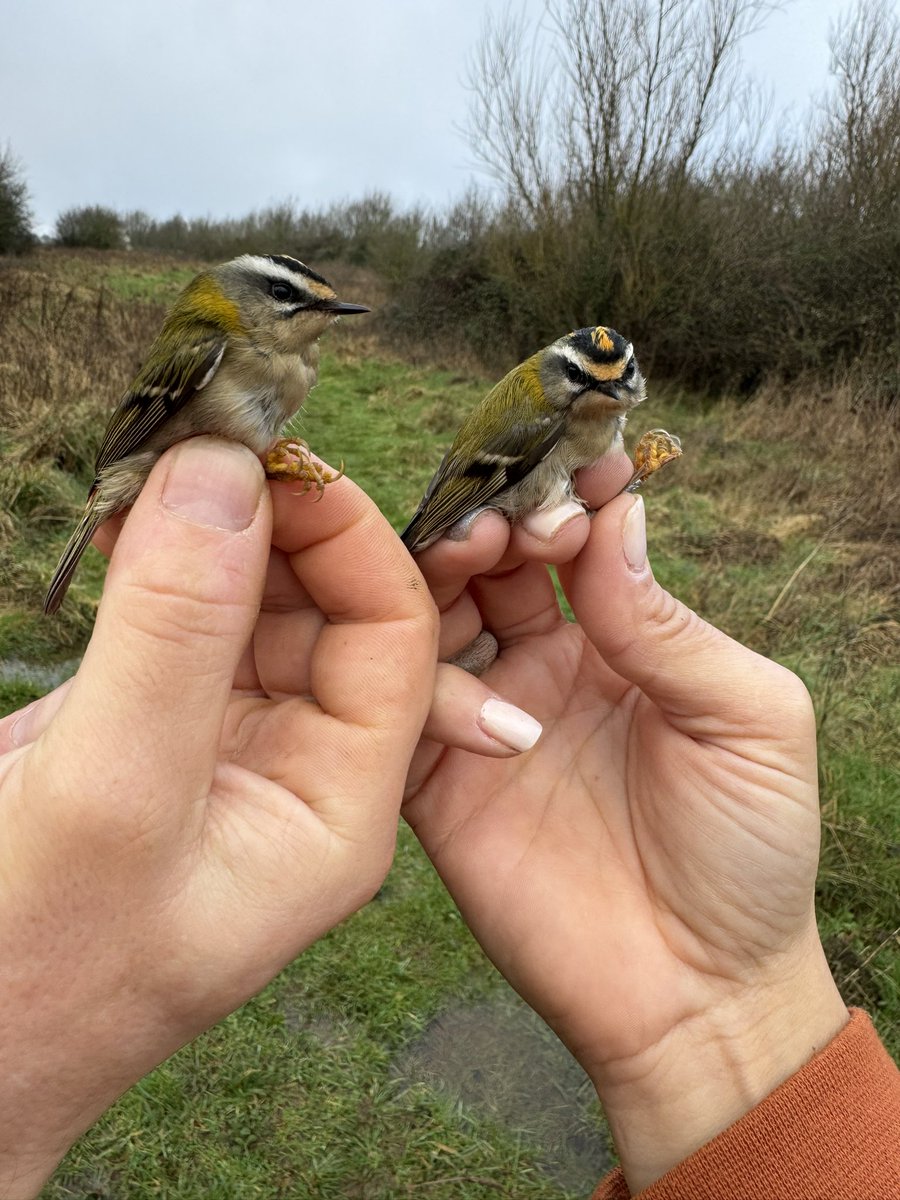 Au_Erithacus's tweet image. Quality over quantity is the way here 😊 #firecrest