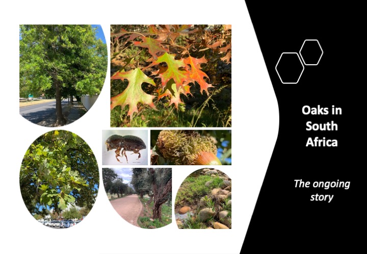 Hundreds of tree species have been introduced to South Africa. The composition of the country’s treescapes is changing rapidly due to new plantings, invasions, and pests and diseases.

A new review sheds new light on oaks (genus Quercus) in the country:

sciencedirect.com/science/articl…