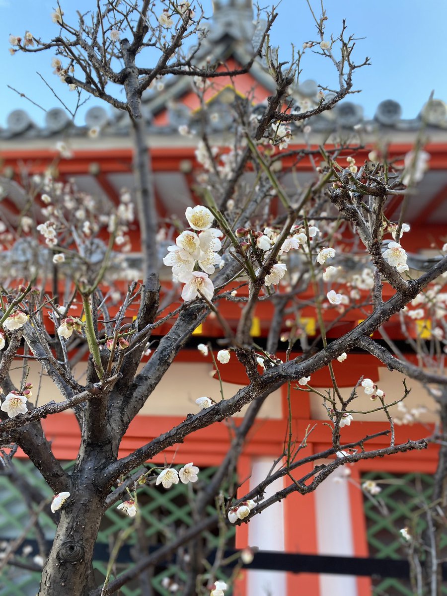 Hattoritenjingu's tweet photo. 天神さまとして親しまれる菅原道真公がご生前こよなく愛された梅の花。

平安時代から変わらず、今年も花を咲かせ、梅の香りが感じられる季節となりました😊 https://t.co/lf5BOys1s8