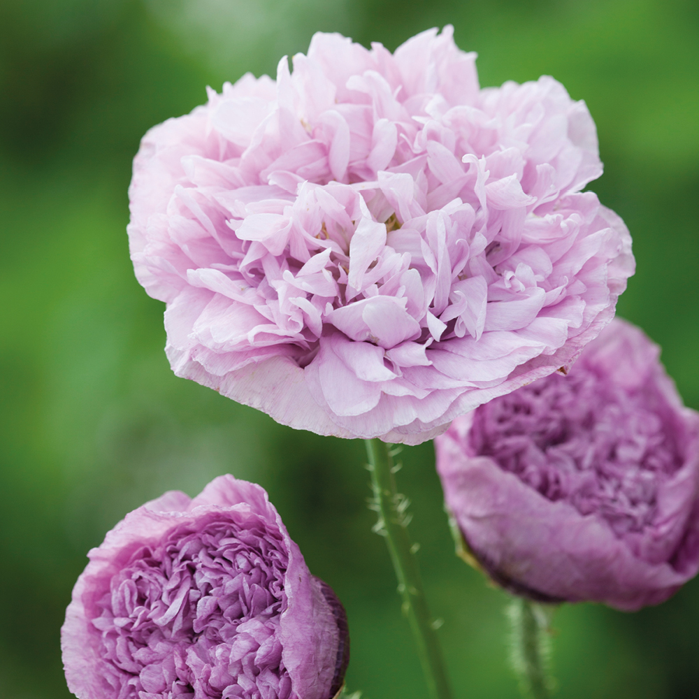 The seed sowing season is here, so it couldn’t be a better time to shop all the varieties you’d love grow this year. Discover our top picks for a successional harvest: 1. Strawberry Fool ‘Chantilly’ Mix 2. Nigella damascena ‘Miss Jekyll Alba’ 3. Papaver somniferum ‘Candy Floss’