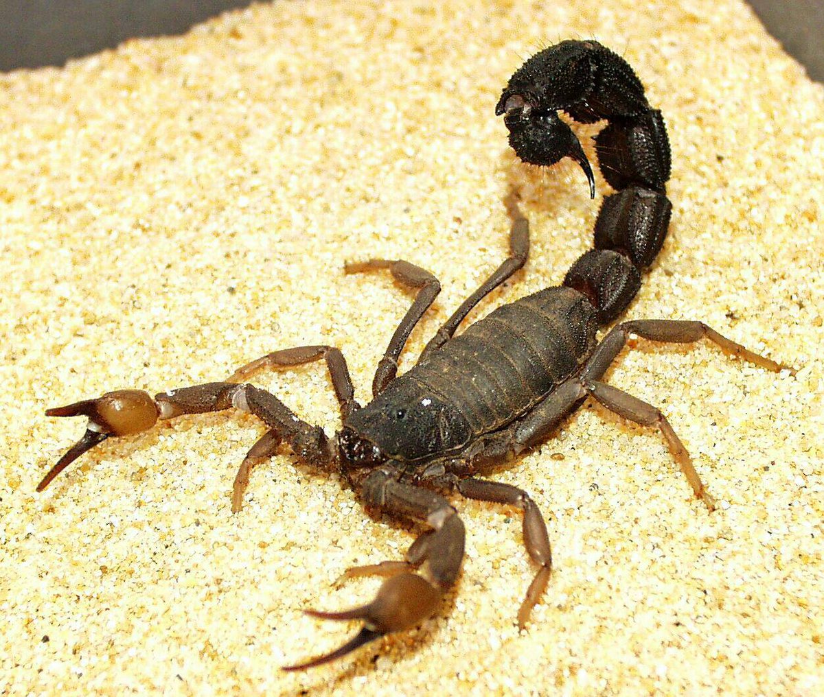 あなたの人生を狂わせた一匹 サウスアフリカンジャイアントファット