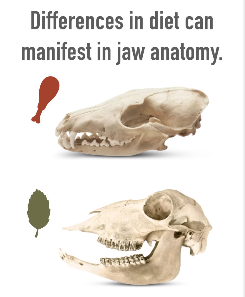 PalaeoSingh's tweet photo. We track the evolution of synapsids as the top predators on land during the latest #Carboniferous & #Permian via quantitative analysis of jaw #FunctionalAnatomy and body size, which are often highly informative about an animal’s feeding ecology. 2/ https://t.co/z88tVUlFKv