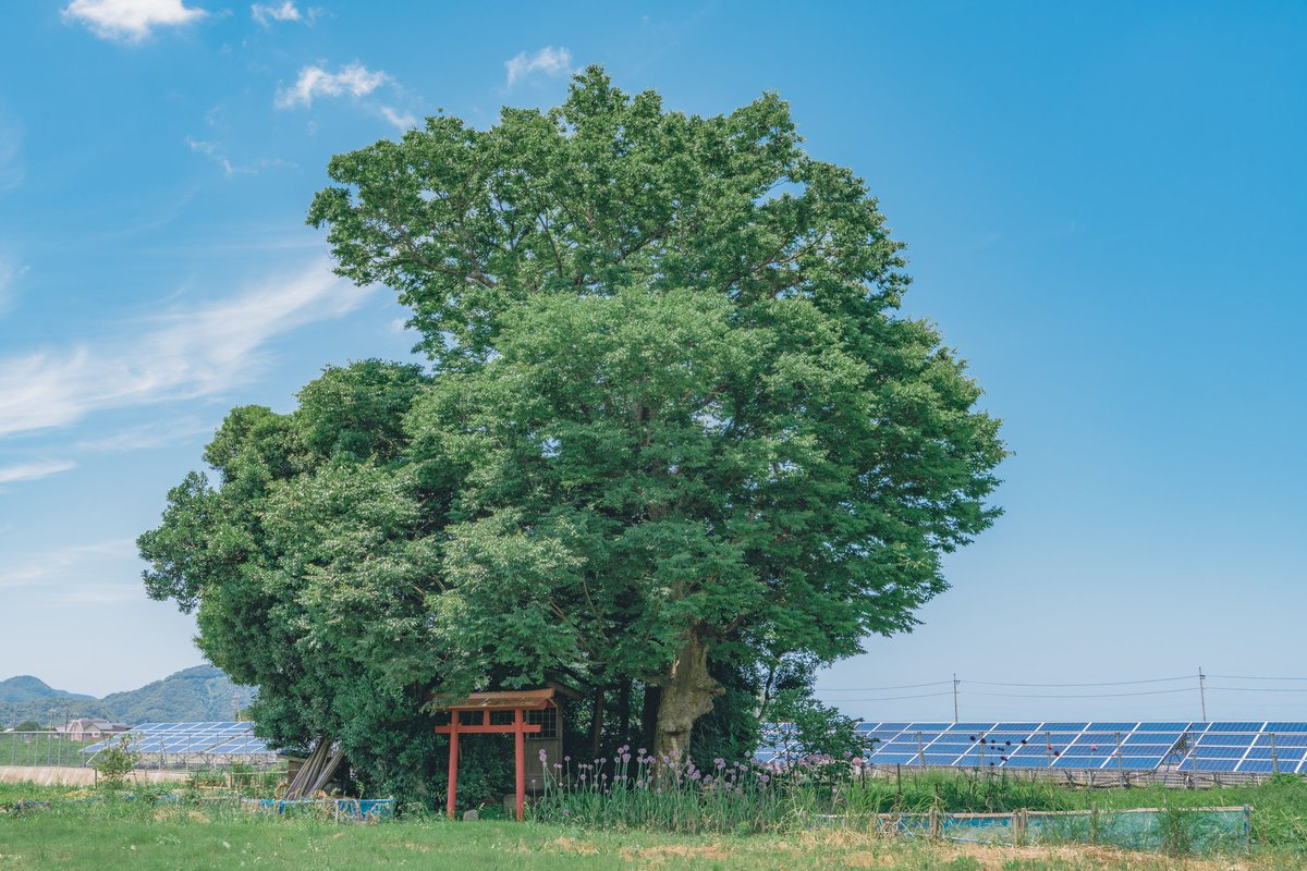 Akine Coco tweet media