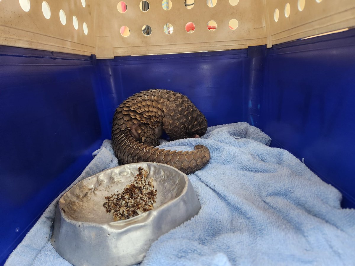 Qriousity's tweet photo. Random fun facts about pangolins: They are the world's only scaly mammal! Their scales are made of keratin (the material found in nails and hair), which allows vets to engrave a unique "tattoo" that helps researchers track them on camera traps
📸: Mandai Wildlife Group https://t.co/INEMTn5V9S