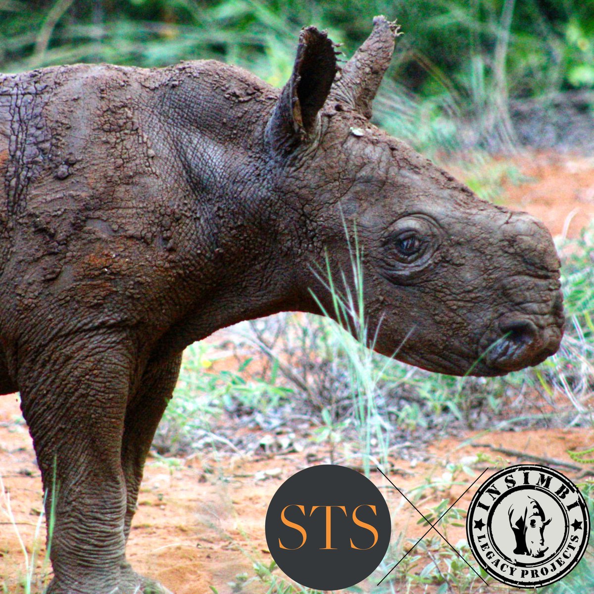Each birth of a Rhino is a beacon of hope for conservation. While zoos worldwide share the joy of these magnificent creatures' arrivals, it's the silent, wild births that truly mark the progress in the fight against extinction. Read the full article - savingthesurvivors.org/the-heartbeat-…