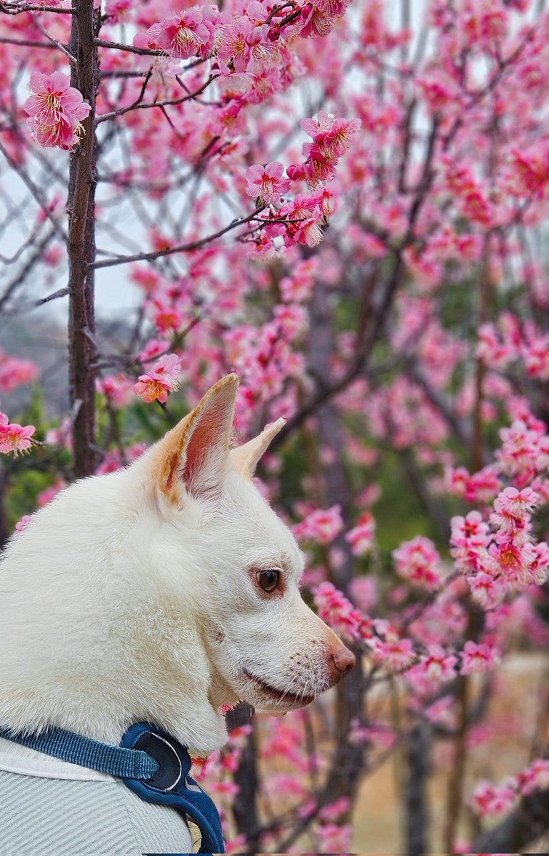 매화가 활짝 폈어용