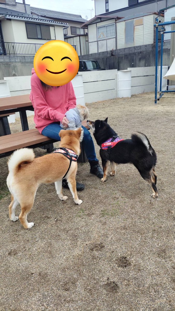 reo1227a's tweet photo. rfcafeさんに行ってきたよ😆
ランチをして柴ちゃんとご挨拶してきたよ🎵ごちそうさまでした😋

#rfcafe
#AUNITEM
#てんぐるみ
#おさんぽてんぽ
しまった💦
#わたぼこちゃん
お留守番になっちゃった😨
てんちゃんと一緒に行きたいな😆💕 https://t.co/wINASdLyc5