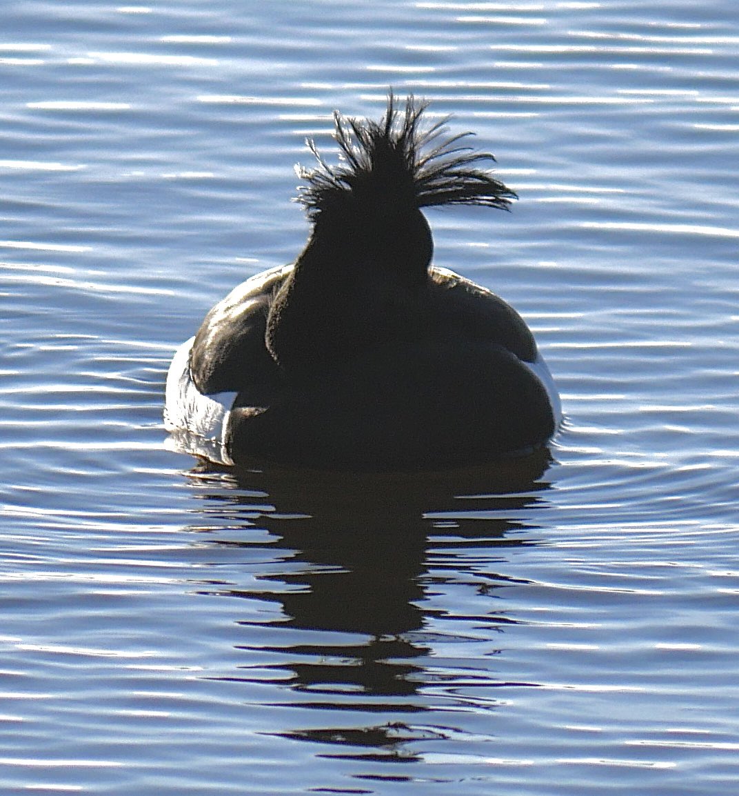 JoCTaylor15's tweet photo. Now who is it that this wind blown tuftie reminds me of??? @joncbirder @LG224053295 @bloo_bel https://t.co/qBPoPg5ghx