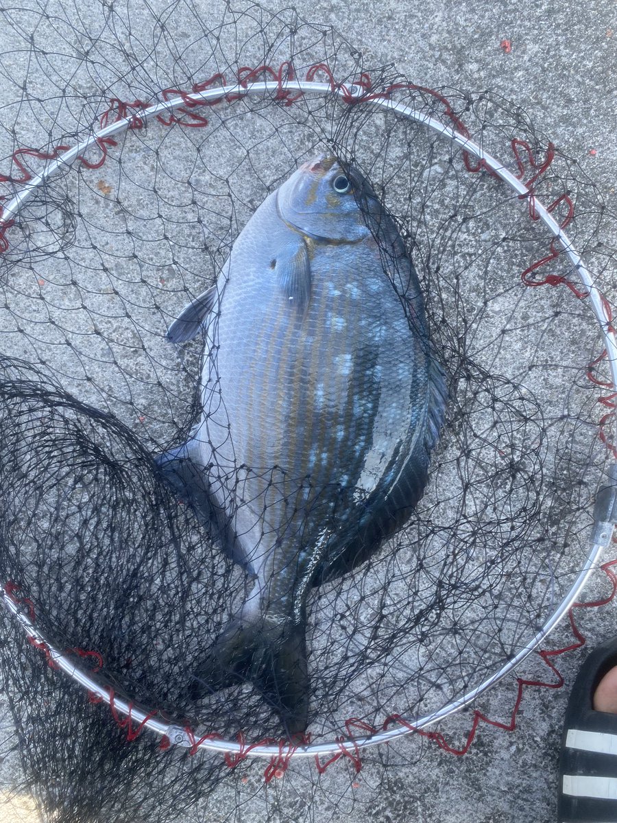 yasu7027's tweet photo. 久しぶりに魚を見たような、しないような。🤣
どっちも40超え出たので満足。😁 https://t.co/I9QhkOp9qz