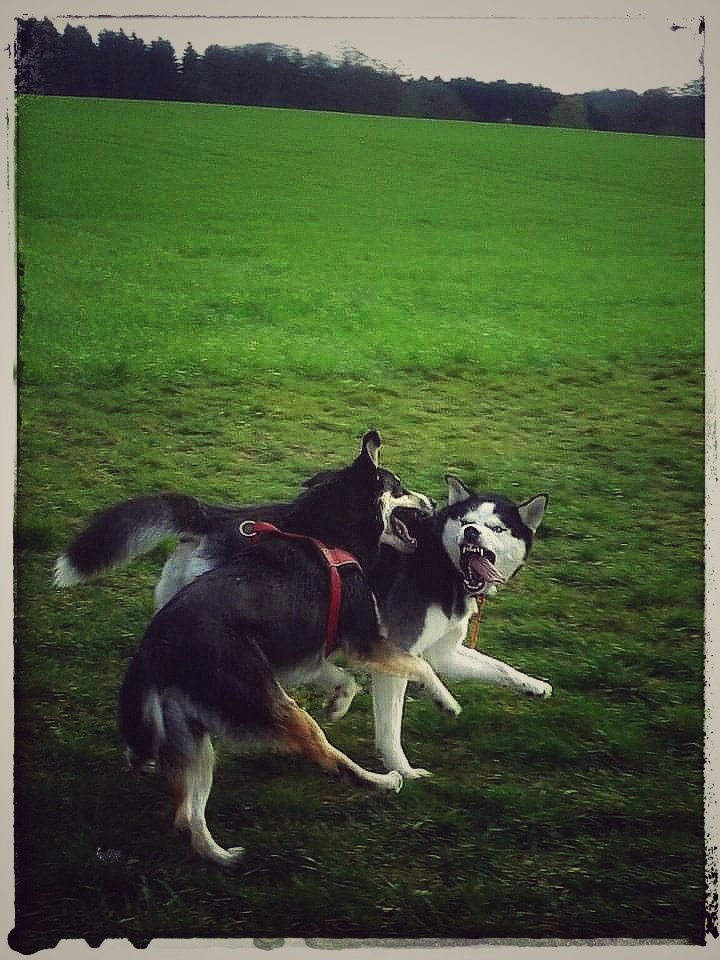 #DogsOfTwitter
#SibirianHusky
#AustralianShepherd

One and a half Husky 💞