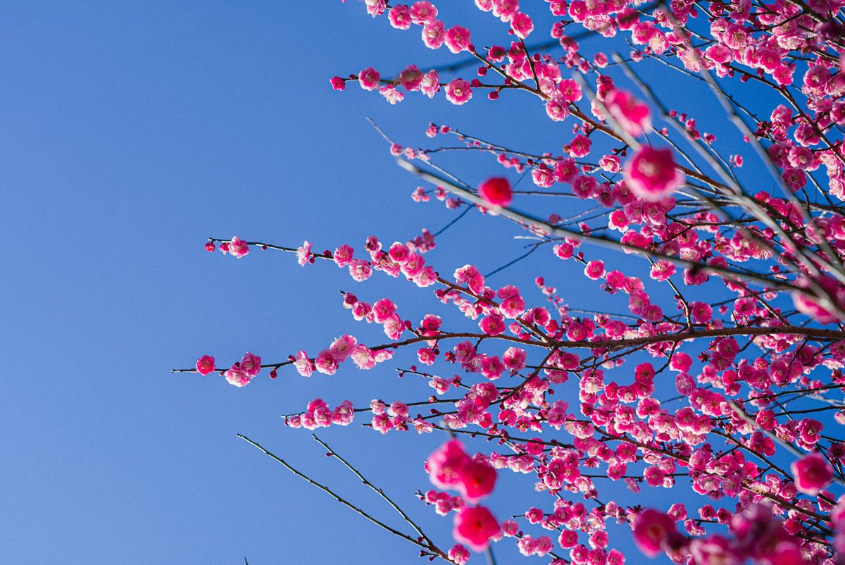 ryotaromm's tweet photo. 川根のまちを一望できる高台に近所の人たちが、ちょっとずつ梅の木を植えて整備した「家山梅園」の梅が見ごろをむかえていました。
入園無料で休日には甘酒の無料配布もあったり。

少しずつ植えた梅の木は今では360本になるそうです。
え、360本も！？ https://t.co/i7XyX7Gm6p