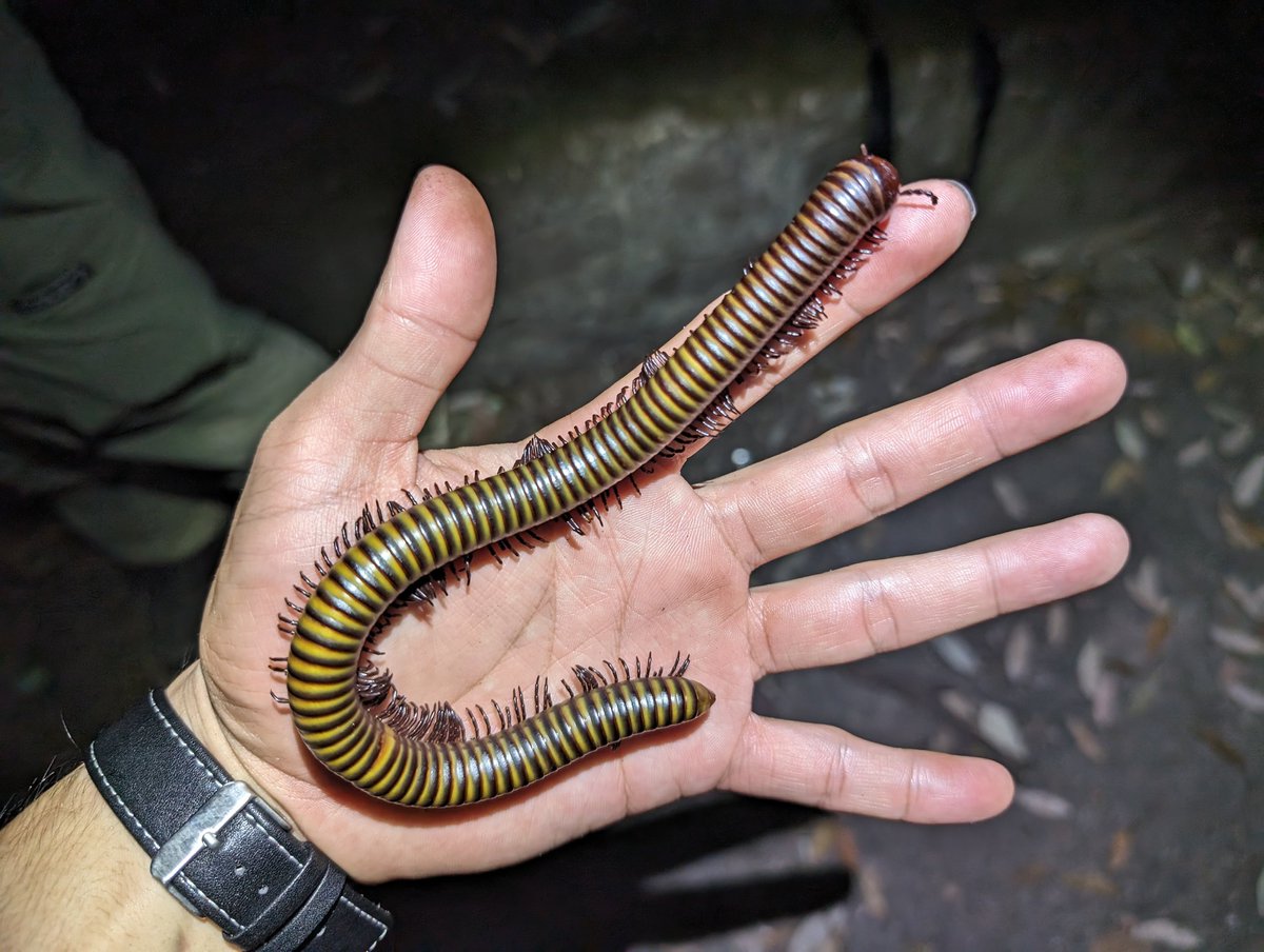 巨大なヒキツリヤスデ目の仲間
もちろん日本ではありません