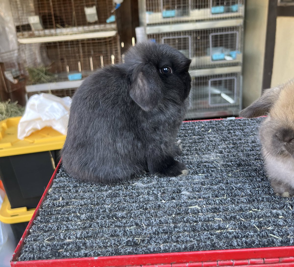 Kaytlyn25677's tweet photo. Salem 🤎 🐰 https://t.co/MZAuBp99Q4
