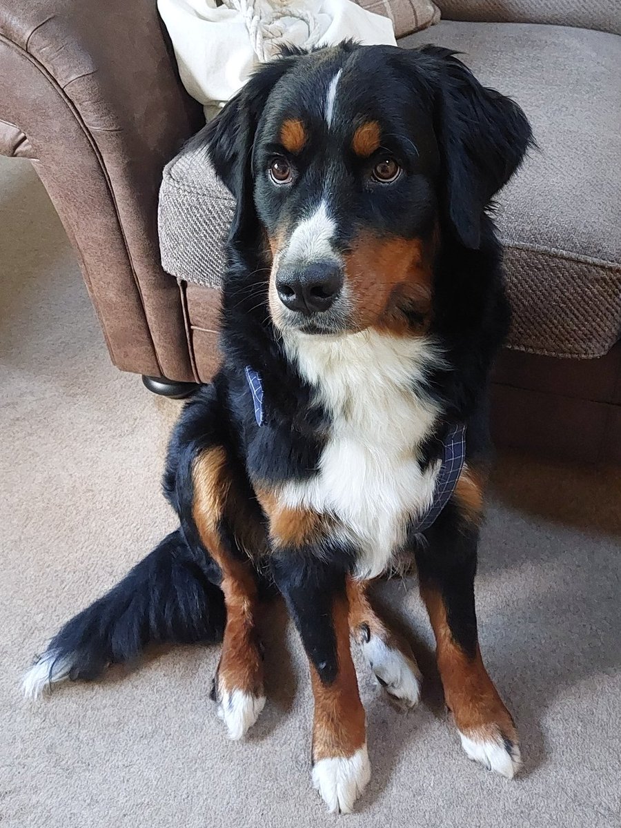 AdoptionsUk's tweet photo. Urgent please retweet to HELP FIND CHLOE ,MISSING  10 FEB 2024  #Collingwood #DURHAM #UK #COUNTYDURHAM  YOUNG Bernese Mountain Dog Female,   LOST AT  College Boat Club /Rowing Club near  River Wear. She could have been picked up and could be in another region now, please share widely to help her get home ❤️🏡🐶 

DETAILS👇
https://t.co/t135DNTYp8………

CHLOE'S FACEBOOK PAGE 👇  
https://t.co/brQJ4YNU52

#RIVERWEAR #dogs #Missing @MissingPetsGB @DogLostUK #Bernese #Stolen #Stolendogs #DogLost #Sunday #England #Wales #Scotland #NorthernIreland #Ireland