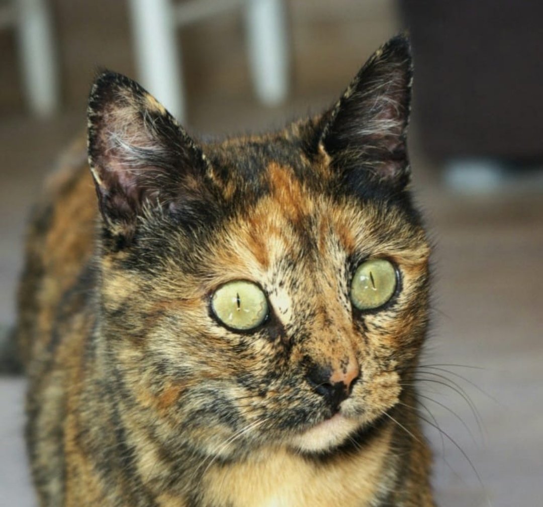HuellaWonder's tweet photo. TRIAY en #adopcionresponsable
Edad: Julio 2022
Hembra
#Madrid
Triay es súper cariñosa y buena con las personas.
Con los gatetes es un amor, muy sociable.
Te animas?
⬇️Interesado en adopción⬇️
https://t.co/bzbTtME0rA
#nocompresadopta
#gatosenadopcion #protectoradeanimales https://t.co/ufbcXtDnaF