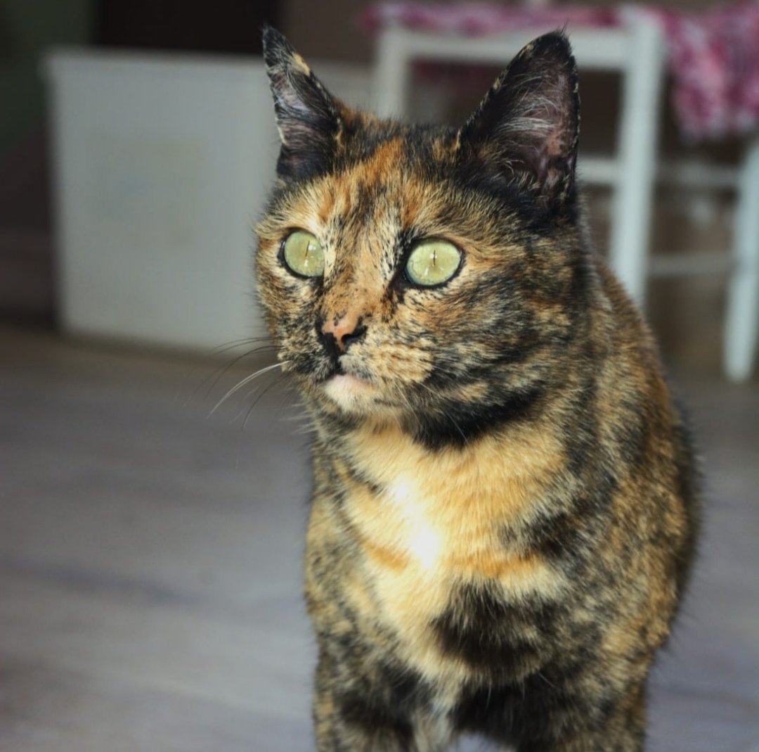 HuellaWonder's tweet photo. TRIAY en #adopcionresponsable
Edad: Julio 2022
Hembra
#Madrid
Triay es súper cariñosa y buena con las personas.
Con los gatetes es un amor, muy sociable.
Te animas?
⬇️Interesado en adopción⬇️
https://t.co/bzbTtME0rA
#nocompresadopta
#gatosenadopcion #protectoradeanimales https://t.co/ufbcXtDnaF