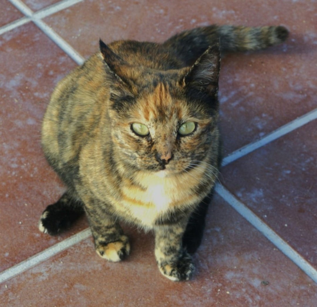 HuellaWonder's tweet photo. TRIAY en #adopcionresponsable
Edad: Julio 2022
Hembra
#Madrid
Triay es súper cariñosa y buena con las personas.
Con los gatetes es un amor, muy sociable.
Te animas?
⬇️Interesado en adopción⬇️
https://t.co/bzbTtME0rA
#nocompresadopta
#gatosenadopcion #protectoradeanimales https://t.co/ufbcXtDnaF