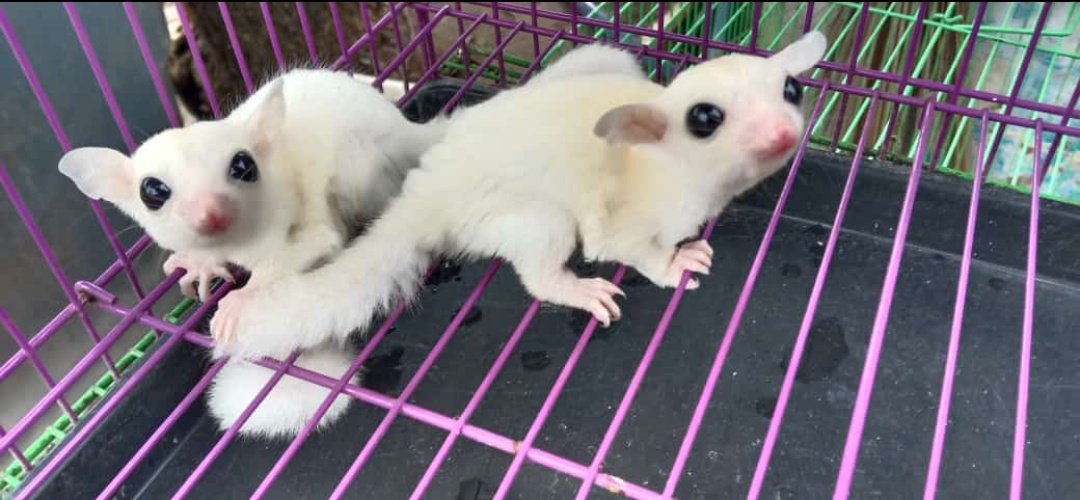 numpang posting ya. papi aku mo jual sugar glidernya.. whitemoza, jantan 22nya. lokasi Jaksel. more info bisa dm yaa~