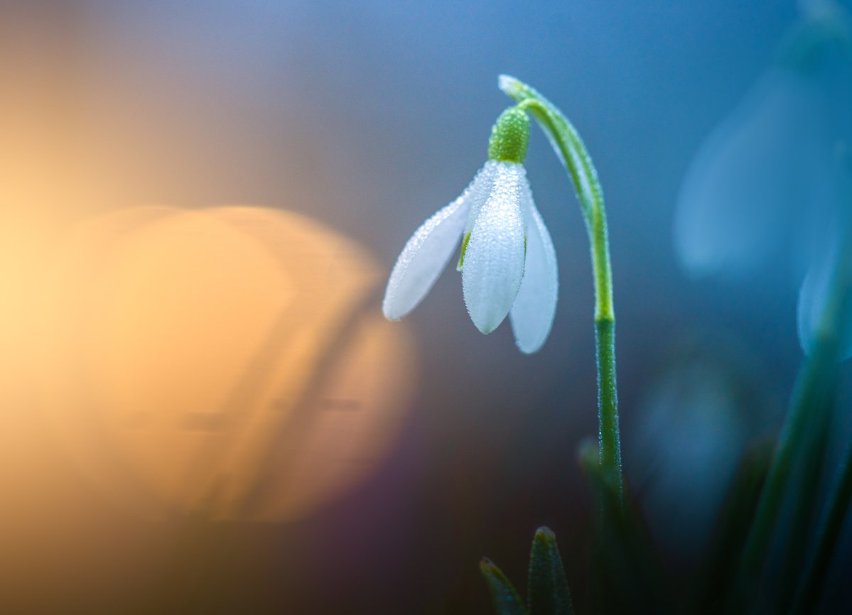 Snowdrops are here! Spring is coming :)