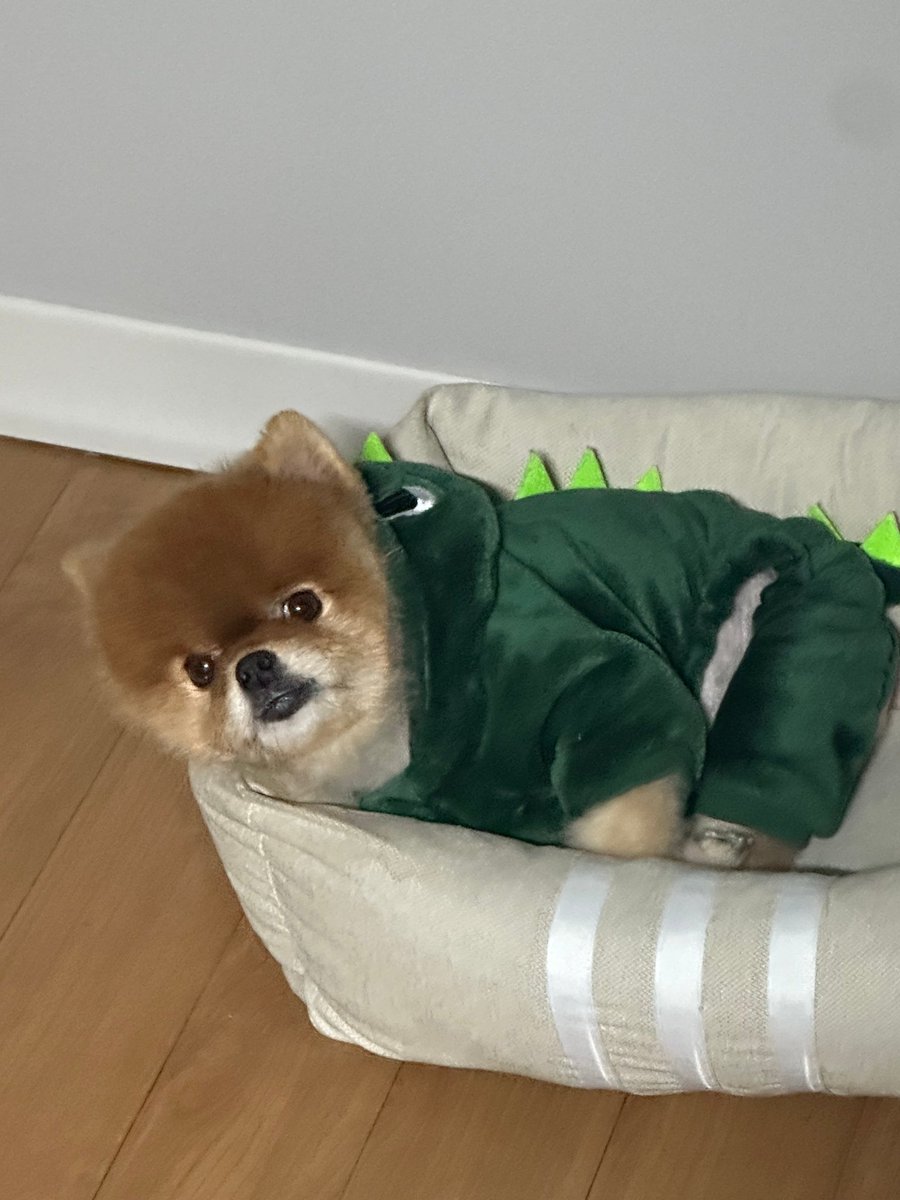 EurekkaZ's tweet photo. 恭喜狗子们获得营业权（ https://t.co/9P67DH25BC