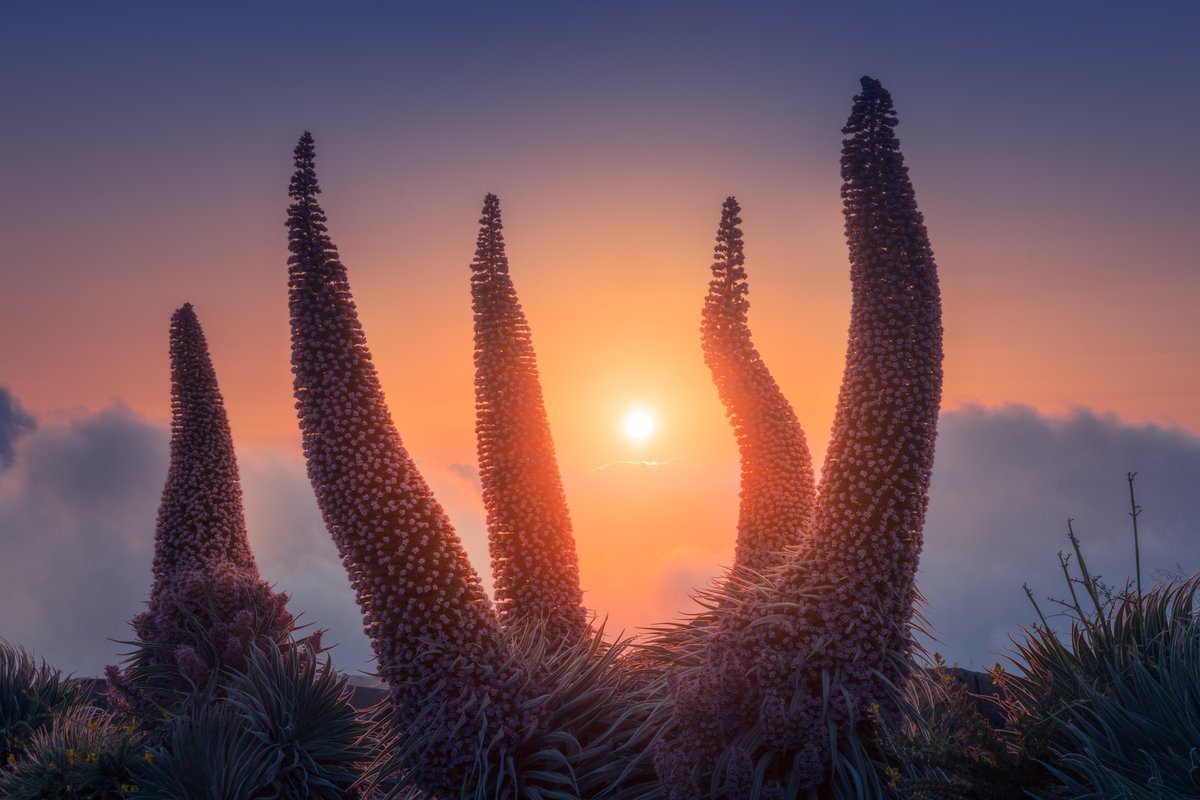 Tajinaste Flowers on La Palma Island