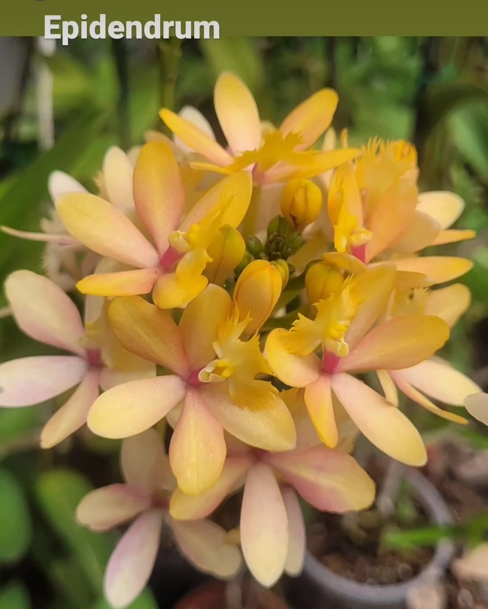 emperatrizh's tweet photo. Epidendrum https://t.co/25Evh4EeY7