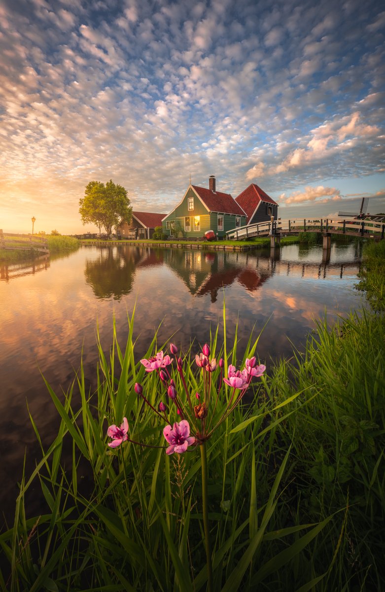 Cheese Farm in the Netherlands