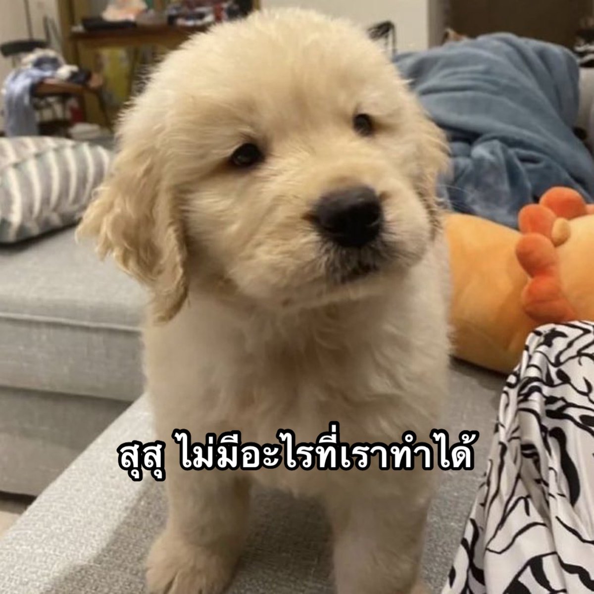 หมาดำตัวนี้ยังหวังดีกับเธอเสมอ tweet media