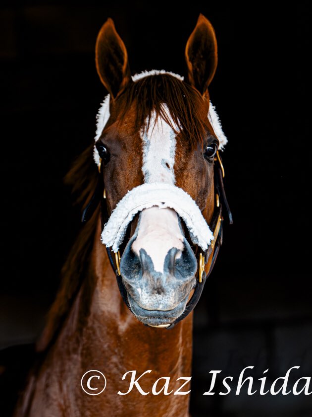 Happy birthday,California Chrome! DOB:FEB 18,2011 (photo:at Del Mar Race Track,2016) カリフォルニアクローム 2011.2.18生まれ 米の年度代表馬に2度選出されました。