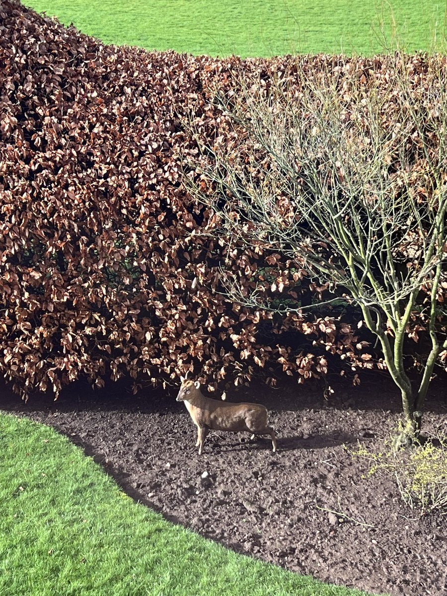 #Hedgewatch update - introducing Monty the Muntjac who likes apples and blueberries…and eating dad’s plants! 😹We like him/her. B&amp;B