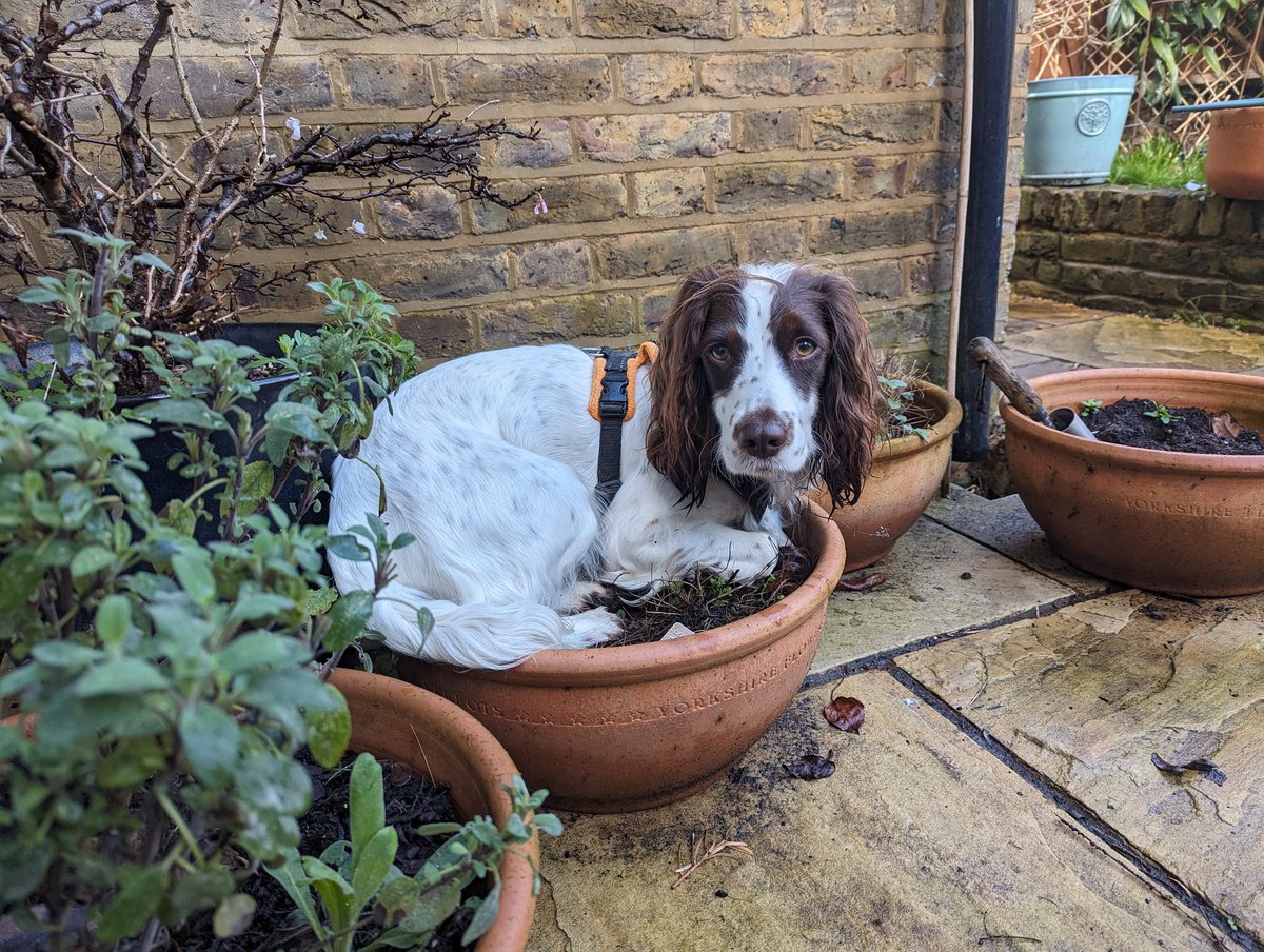 @TobyBuckland @BBCDevon @BBCSounds My #humblebraggage is I appear to have successfully grown a very rare #spaniel in my herb pots. Recipe suggestions welcome..