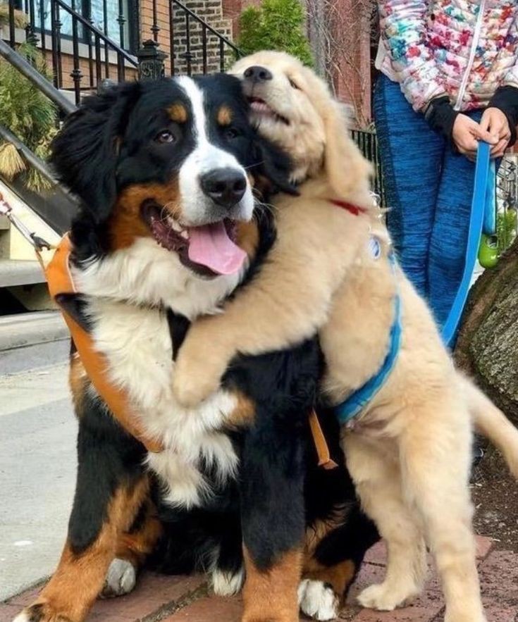 Animal_fanlover's tweet photo. Best friends https://t.co/DwsKGrrDd2