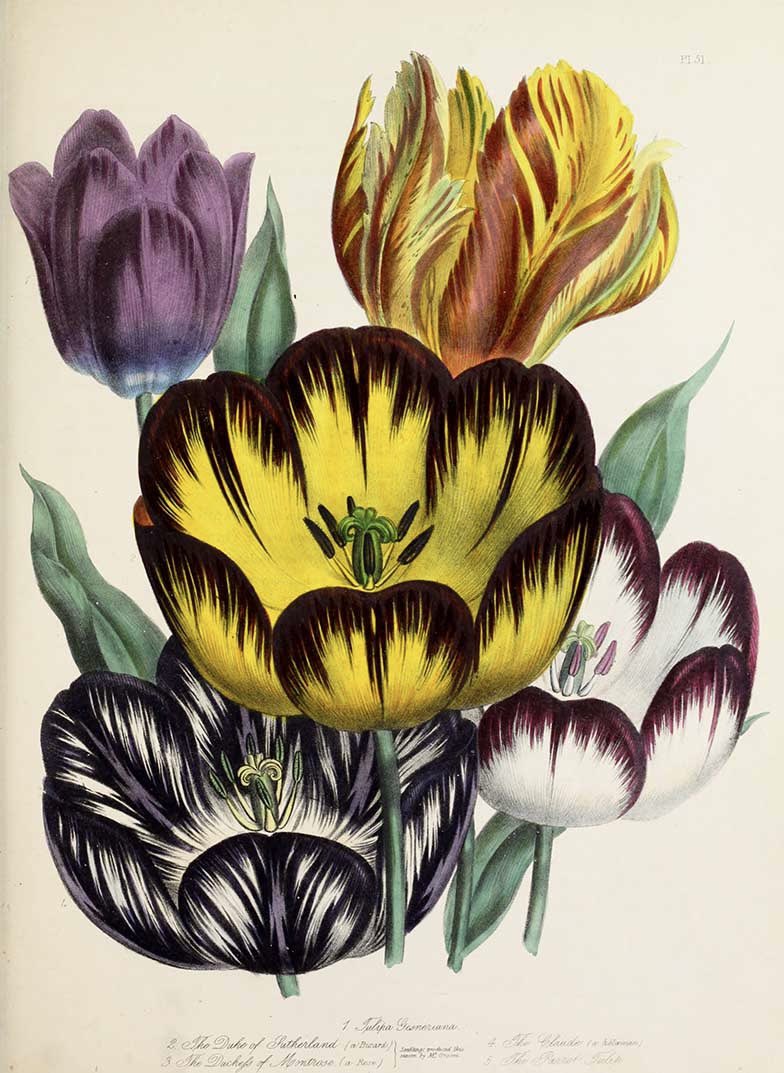 Tulipmania..
Tulip Flowers 1841 #JaneLoudon