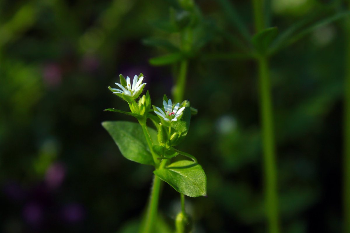 ✅Did you know Stellaria media 🌱❓

✅Read about that +ALT 👇

#ChickweedLove #HerbalWellness #ForagingForHealth #WildEdibles #PlantPower #NatureNourishment #ChickweedBenefits #HerbalRemedies #EatWild