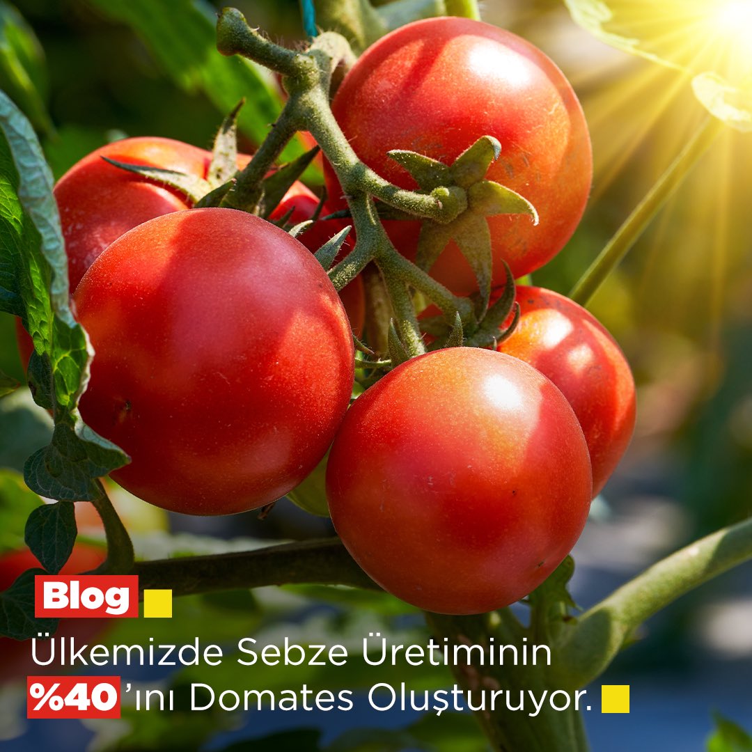 Türkiye’nin domates üretiminde dünyada dördüncü olduğunu biliyor muydunuz? 🍅 Ülkemizde yaygın olan domates yetiştiriciliği ile ilgili daha fazla bilgi edinmek için aşağıdaki bağlantıdan Rakamlarla Domates yazısına ulaşabilirsiniz. 🇹🇷🌱 hektas.com.tr/rakamlarla-dom… #Domates #Hektaş